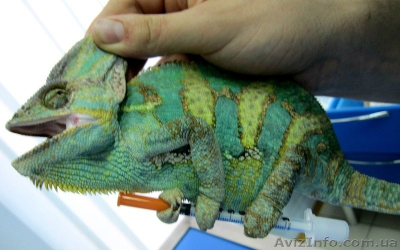 Услуги врача-ветеринара. Черкассы. - <ro>Изображение</ro><ru>Изображение</ru> #3, <ru>Объявление</ru> #885053