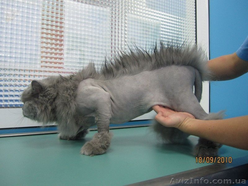Стрижка кошек и собак без наркоза. Черкассы - <ro>Изображение</ro><ru>Изображение</ru> #1, <ru>Объявление</ru> #885055