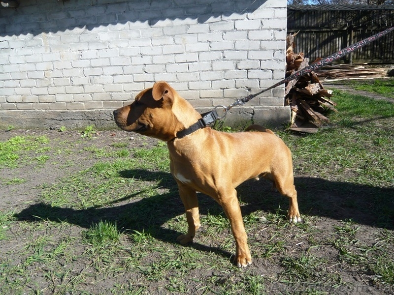 Щенок стафф терьера - <ro>Изображение</ro><ru>Изображение</ru> #3, <ru>Объявление</ru> #889041