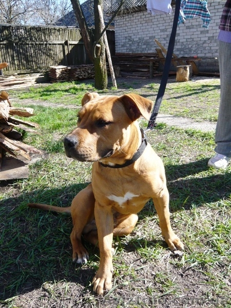 Щенок стафф терьера - <ro>Изображение</ro><ru>Изображение</ru> #2, <ru>Объявление</ru> #889041