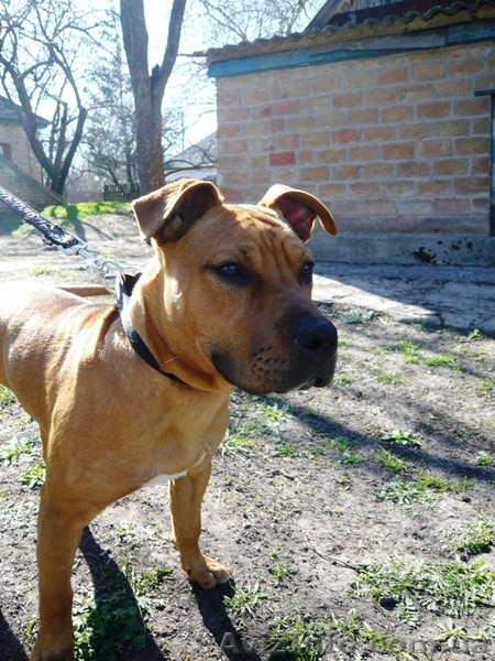 Щенок стафф терьера - <ro>Изображение</ro><ru>Изображение</ru> #5, <ru>Объявление</ru> #889041