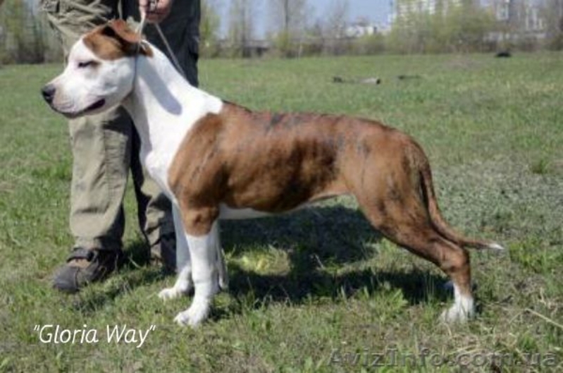 Высокопородные щенки  стаффордширского терьера  - <ro>Изображение</ro><ru>Изображение</ru> #3, <ru>Объявление</ru> #820052