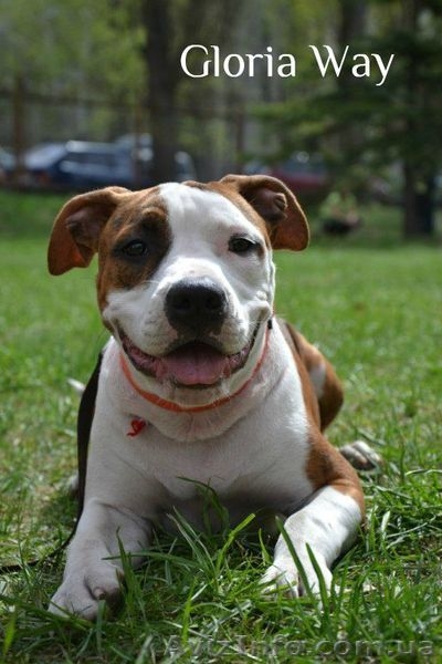 Высокопородные щенки  стаффордширского терьера  - <ro>Изображение</ro><ru>Изображение</ru> #4, <ru>Объявление</ru> #820052