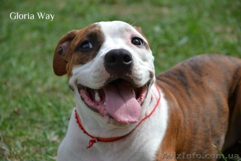 Высокопородные щенки  стаффордширского терьера  - <ro>Изображение</ro><ru>Изображение</ru> #1, <ru>Объявление</ru> #820052