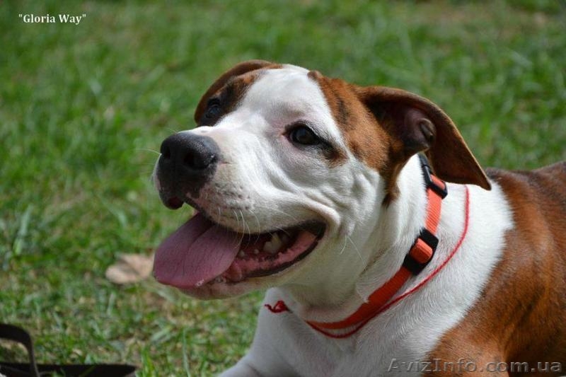 Подрощеная девочка Амстаффа Щоу Класса  - <ro>Изображение</ro><ru>Изображение</ru> #1, <ru>Объявление</ru> #921919