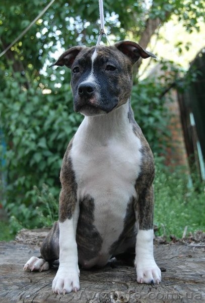 Чистокровные щенки амстаффтерьера.  - <ro>Изображение</ro><ru>Изображение</ru> #2, <ru>Объявление</ru> #921917