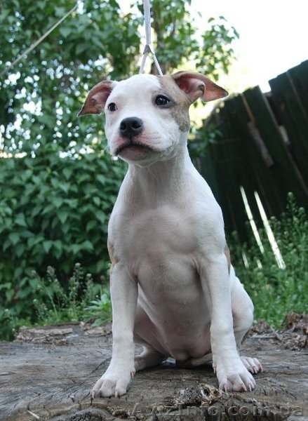 Чистокровные щенки амстаффтерьера.  - <ro>Изображение</ro><ru>Изображение</ru> #4, <ru>Объявление</ru> #921917