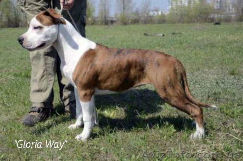 Подрощеная девочка Амстаффа Щоу Класса  - <ro>Изображение</ro><ru>Изображение</ru> #3, <ru>Объявление</ru> #921919