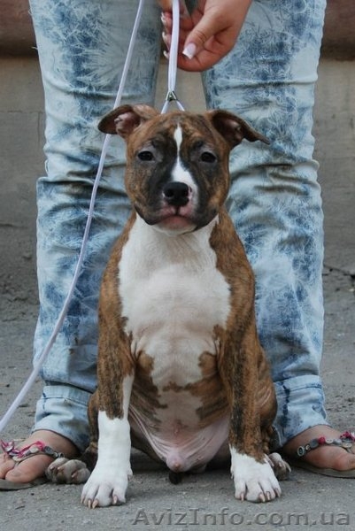 Чистокровные щенки амстаффтерьера.  - <ro>Изображение</ro><ru>Изображение</ru> #3, <ru>Объявление</ru> #921917