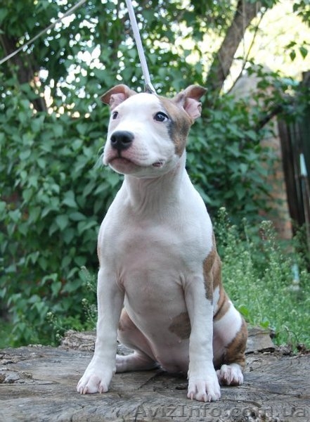 Чистокровные щенки амстаффтерьера.  - <ro>Изображение</ro><ru>Изображение</ru> #5, <ru>Объявление</ru> #921917