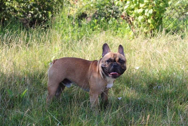 Французский бульдог. Кобель. Вязка. - <ro>Изображение</ro><ru>Изображение</ru> #2, <ru>Объявление</ru> #924638