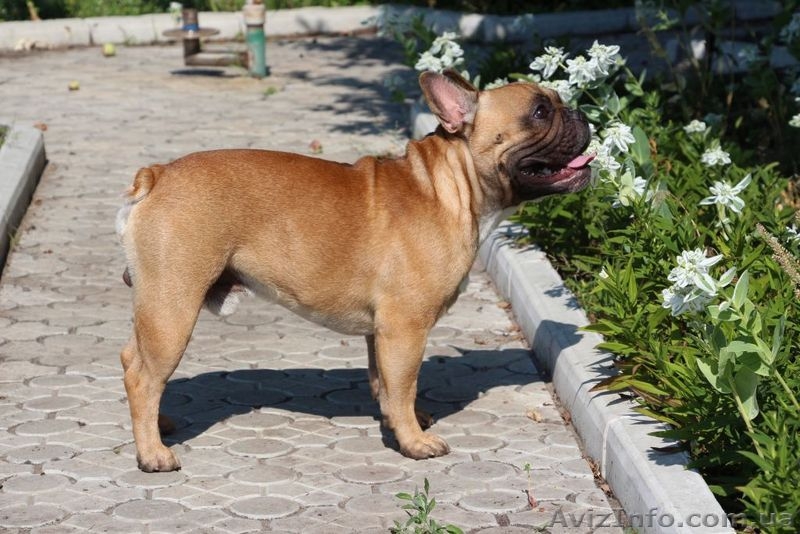 Французский бульдог. Кобель. Вязка. - <ro>Изображение</ro><ru>Изображение</ru> #1, <ru>Объявление</ru> #924638