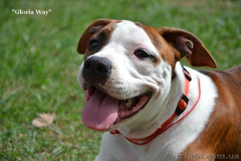 Шикарные щенки девочки АСТ - <ro>Изображение</ro><ru>Изображение</ru> #3, <ru>Объявление</ru> #925109