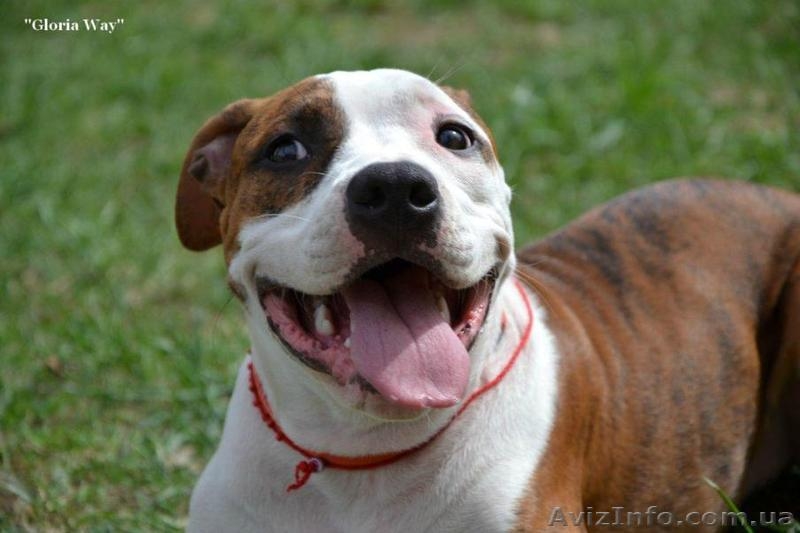 Шикарные щенки девочки АСТ - <ro>Изображение</ro><ru>Изображение</ru> #2, <ru>Объявление</ru> #925109