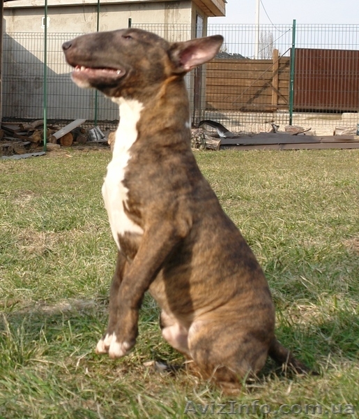 Мини Булька тигровый мальчик - <ro>Изображение</ro><ru>Изображение</ru> #1, <ru>Объявление</ru> #925111