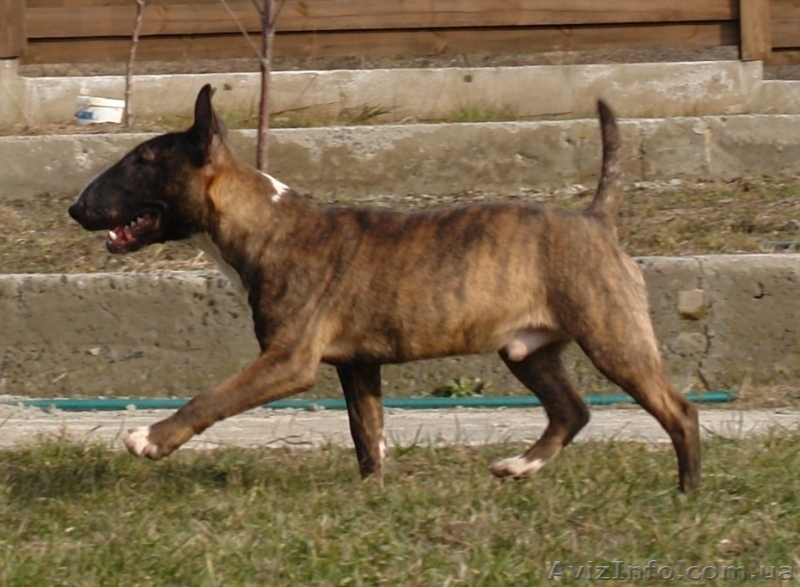 Мини Булька тигровый мальчик - <ro>Изображение</ro><ru>Изображение</ru> #3, <ru>Объявление</ru> #925111