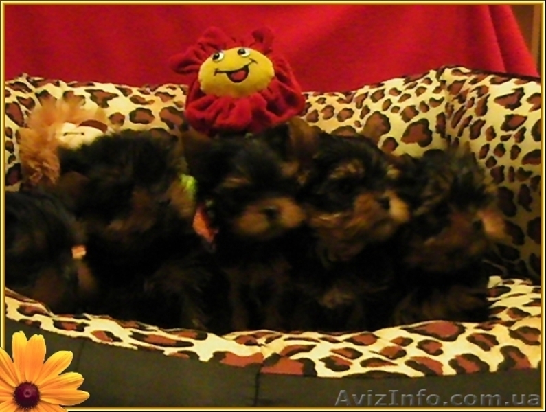 Щенки йоркширского терьера-Шедевры!!! - <ro>Изображение</ro><ru>Изображение</ru> #5, <ru>Объявление</ru> #925490