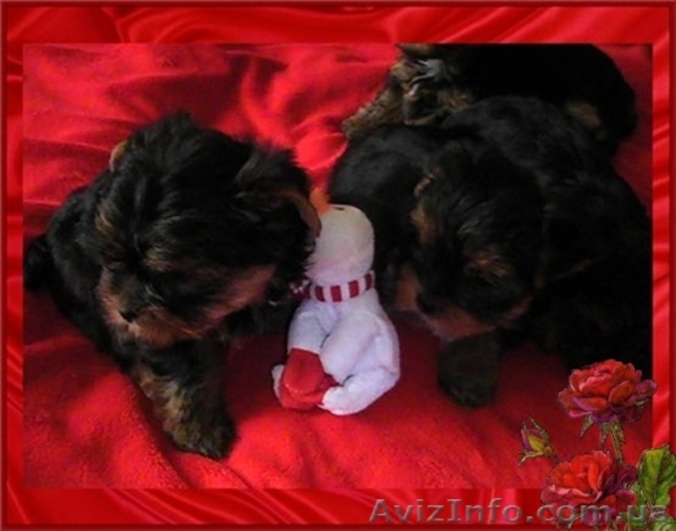 Щенки йоркширского терьера-Шедевры!!! - <ro>Изображение</ro><ru>Изображение</ru> #3, <ru>Объявление</ru> #925490