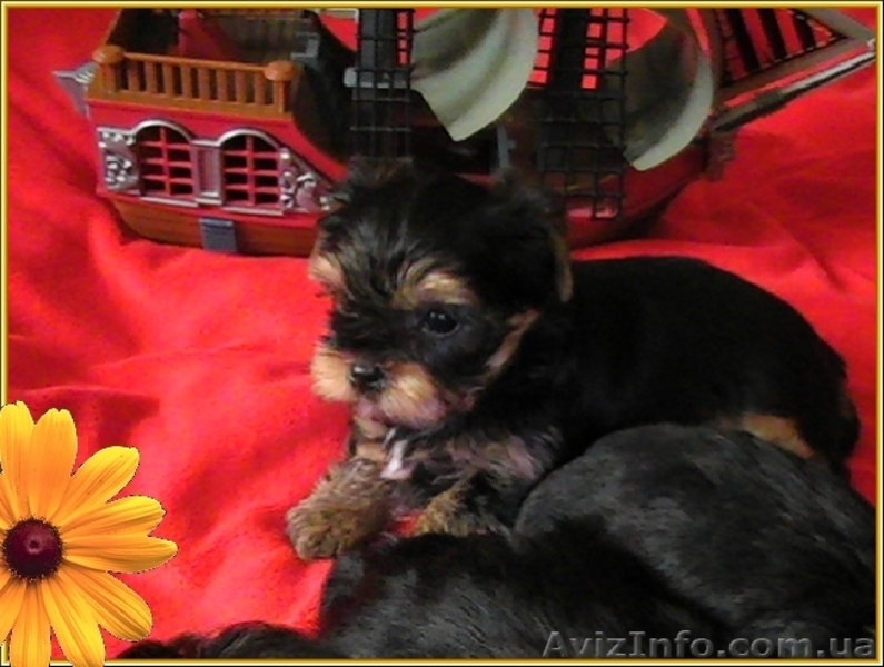 Щенки йоркширского терьера-Шедевры!!! - <ro>Изображение</ro><ru>Изображение</ru> #4, <ru>Объявление</ru> #925490