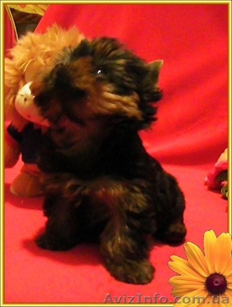 Щенки йоркширского терьера-Шедевры!!! - <ro>Изображение</ro><ru>Изображение</ru> #1, <ru>Объявление</ru> #925490