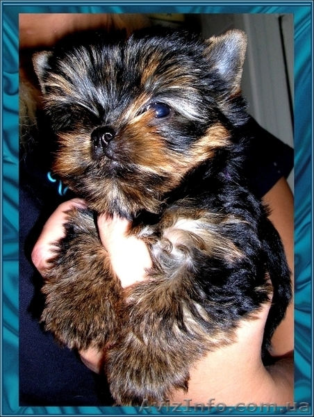 Щенки йоркширского терьера-Шедевры!!! - <ro>Изображение</ro><ru>Изображение</ru> #2, <ru>Объявление</ru> #925490