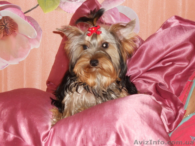 прекрасный мальчишка йоркширскийтерьер - <ro>Изображение</ro><ru>Изображение</ru> #3, <ru>Объявление</ru> #933105