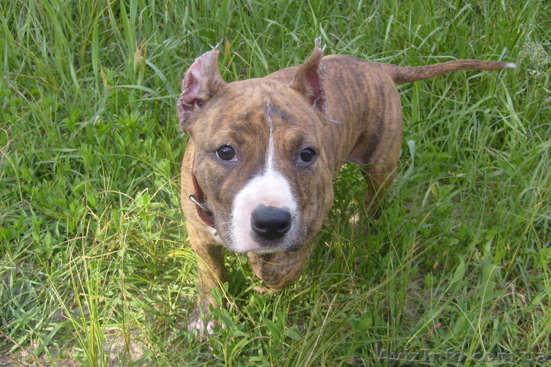 щенок ам.стаффа - <ro>Изображение</ro><ru>Изображение</ru> #5, <ru>Объявление</ru> #922658