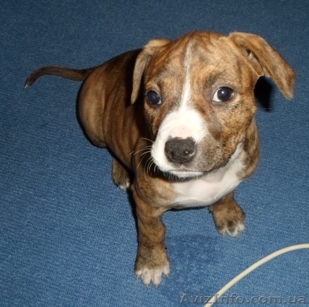 щенок ам.стаффа - <ro>Изображение</ro><ru>Изображение</ru> #4, <ru>Объявление</ru> #922658