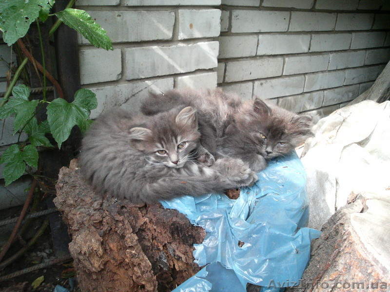 отдам красивых котят - <ro>Изображение</ro><ru>Изображение</ru> #3, <ru>Объявление</ru> #961083