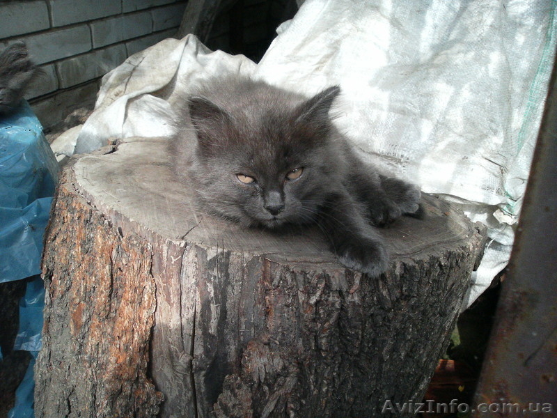 отдам красивых котят - <ro>Изображение</ro><ru>Изображение</ru> #2, <ru>Объявление</ru> #961083