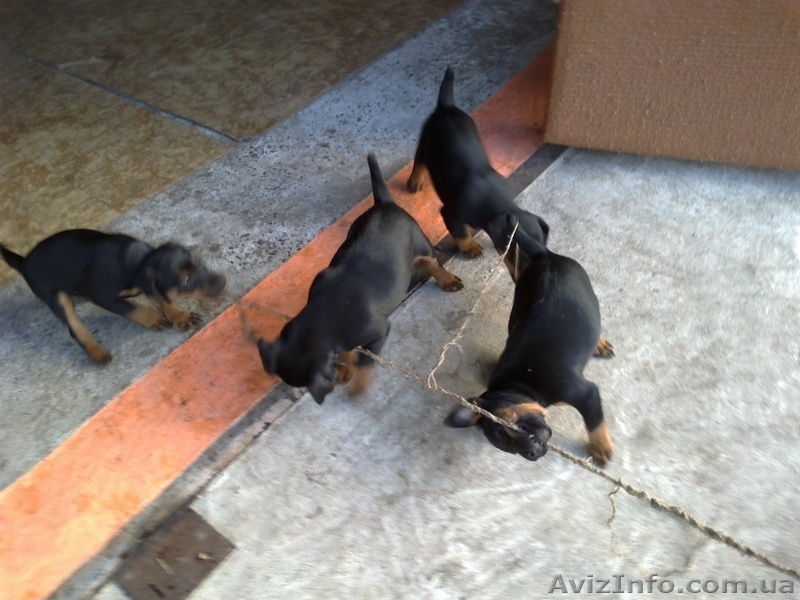 Продаж цуценят Ягдтерьєра - <ro>Изображение</ro><ru>Изображение</ru> #2, <ru>Объявление</ru> #964147