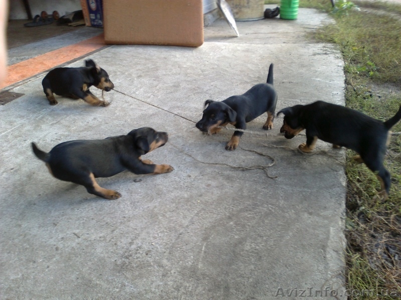 Продаж цуценят Ягдтерьєра - <ro>Изображение</ro><ru>Изображение</ru> #1, <ru>Объявление</ru> #964147