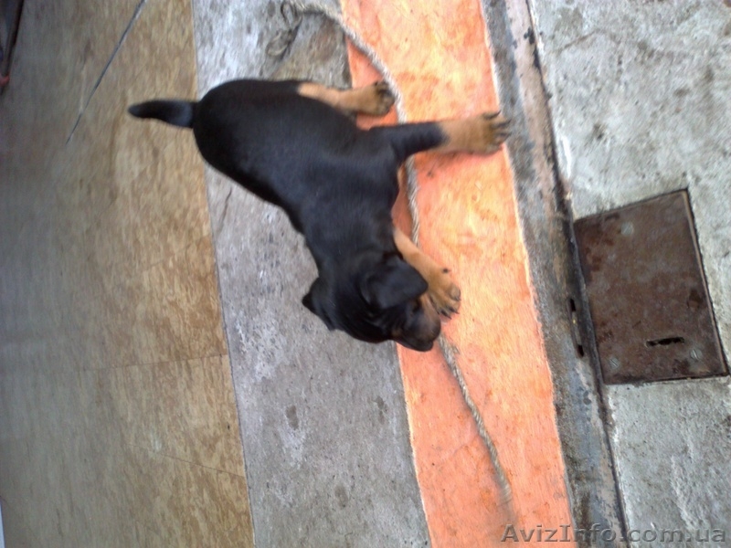 Продаж цуценят Ягдтерьєра - <ro>Изображение</ro><ru>Изображение</ru> #3, <ru>Объявление</ru> #964147