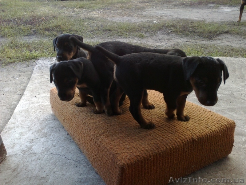 Продаж цуценят Ягдтерьєра - <ro>Изображение</ro><ru>Изображение</ru> #4, <ru>Объявление</ru> #964147