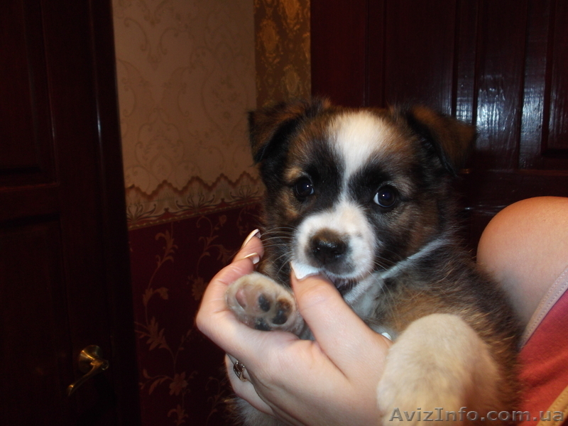 Ищу доброго хозяина - <ro>Изображение</ro><ru>Изображение</ru> #1, <ru>Объявление</ru> #952744