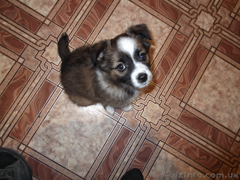 Ищу доброго хозяина - <ro>Изображение</ro><ru>Изображение</ru> #3, <ru>Объявление</ru> #952744