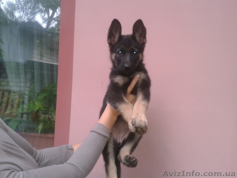 Щенки восточно-европейской овчарки - <ro>Изображение</ro><ru>Изображение</ru> #1, <ru>Объявление</ru> #956513