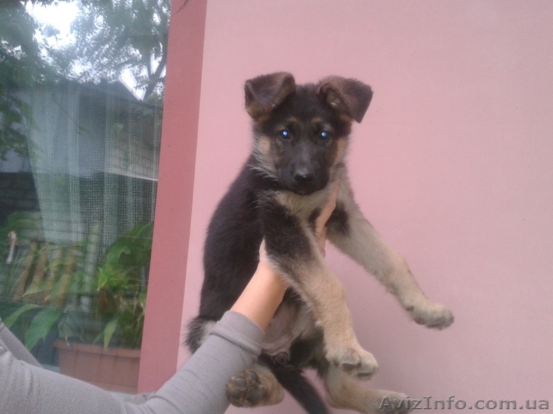 Щенки восточно-европейской овчарки - <ro>Изображение</ro><ru>Изображение</ru> #2, <ru>Объявление</ru> #956513