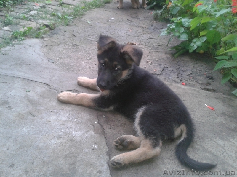 Щенки восточно-европейской овчарки - <ro>Изображение</ro><ru>Изображение</ru> #3, <ru>Объявление</ru> #956513