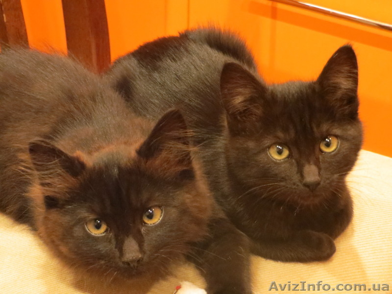 Черненькие миленькие котята ищут дом! - <ro>Изображение</ro><ru>Изображение</ru> #1, <ru>Объявление</ru> #973825