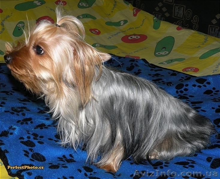 Йоркширский терьер!Девочка! - <ro>Изображение</ro><ru>Изображение</ru> #3, <ru>Объявление</ru> #816641