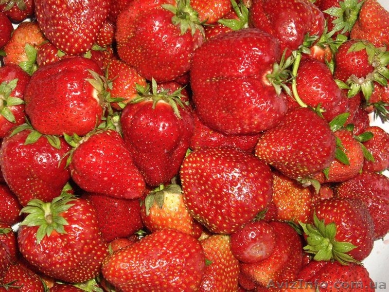 Рассада ремонтантной клубники сорта Сан – Андреас. - <ro>Изображение</ro><ru>Изображение</ru> #9, <ru>Объявление</ru> #1047981