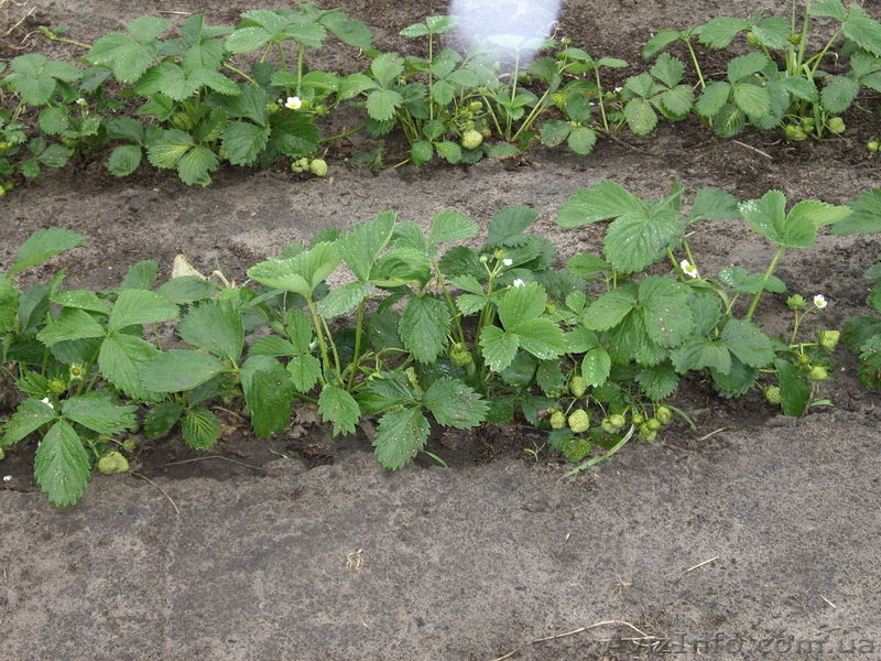 Продам рассаду  клубники  Морской Пейзаж - <ro>Изображение</ro><ru>Изображение</ru> #4, <ru>Объявление</ru> #1047987