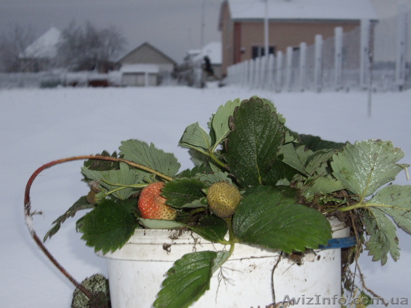 Рассада  клубники ремонтантной сорта Альбион и другие сорта - <ro>Изображение</ro><ru>Изображение</ru> #6, <ru>Объявление</ru> #1047985