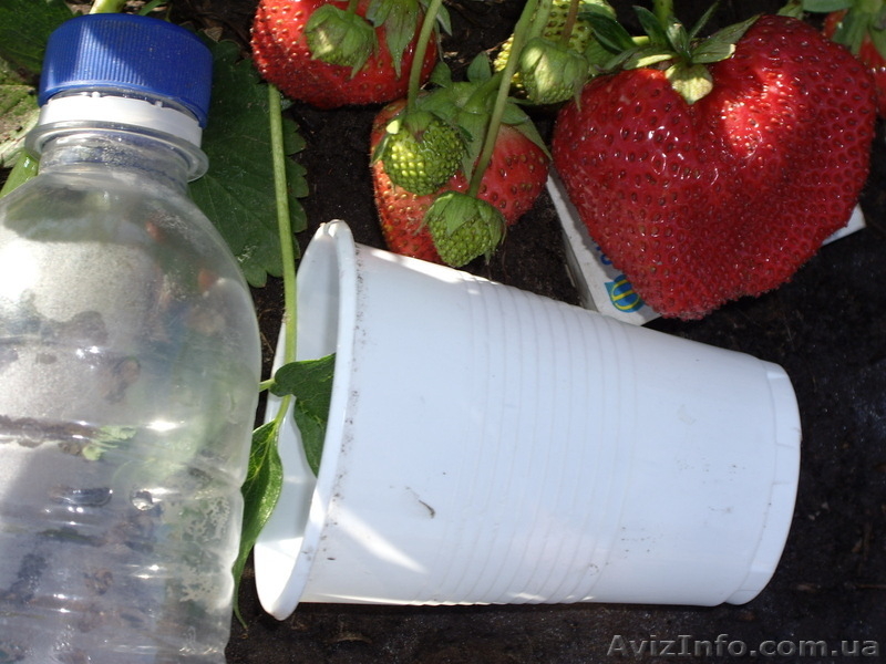 Рассада ремонтантной клубники сорта Сан – Андреас. - <ro>Изображение</ro><ru>Изображение</ru> #3, <ru>Объявление</ru> #1047981