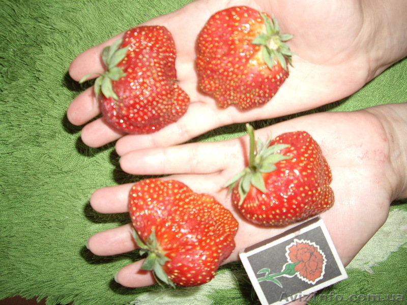               Продам рассаду  клубники Королева Елизавета 2 и другие  - <ro>Изображение</ro><ru>Изображение</ru> #4, <ru>Объявление</ru> #1047986