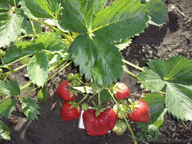 Продам рассаду  клубники  Морской Пейзаж - <ro>Изображение</ro><ru>Изображение</ru> #3, <ru>Объявление</ru> #1047987