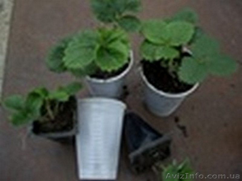 Рассада клубники однократного плодоношения  Бениция и другие сорта - <ro>Изображение</ro><ru>Изображение</ru> #5, <ru>Объявление</ru> #1044271