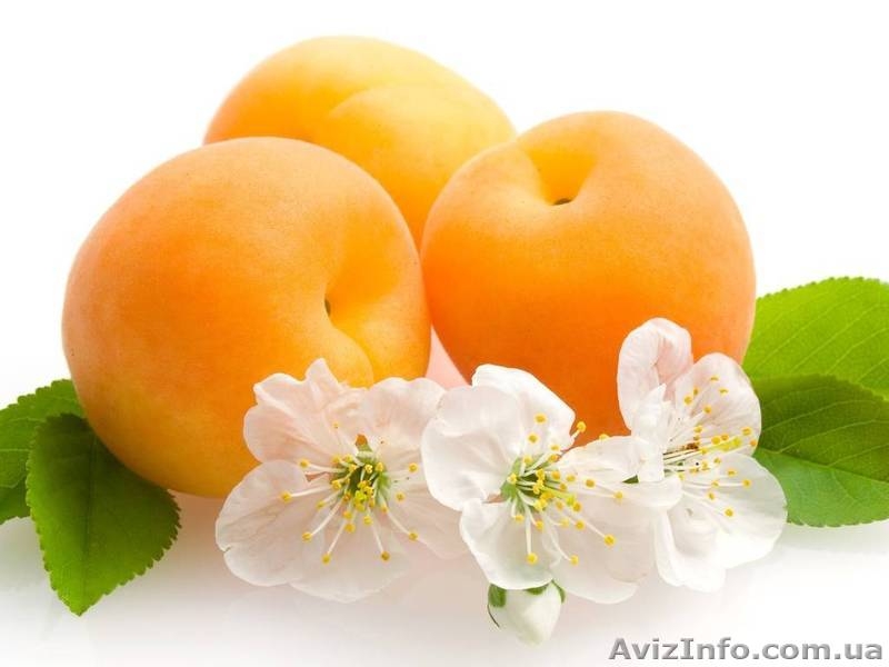 Масло Абрикосовой косточки, 1л - <ro>Изображение</ro><ru>Изображение</ru> #1, <ru>Объявление</ru> #1141376