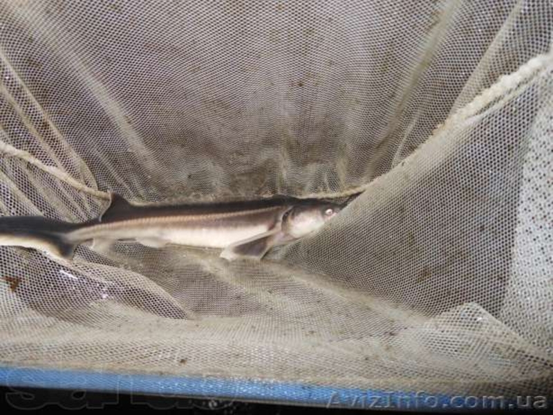 Проектирование Рыбоводных ферм, УЗВ, - <ro>Изображение</ro><ru>Изображение</ru> #2, <ru>Объявление</ru> #1176430